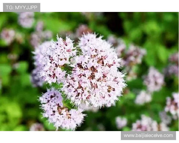 深入了解百家乐怎么玩心得，掌握游戏规则与策略实现稳健盈利